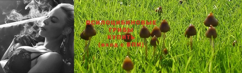 mega ССЫЛКА  даркнет какой сайт  Галлюциногенные грибы Magic Shrooms  Коряжма 