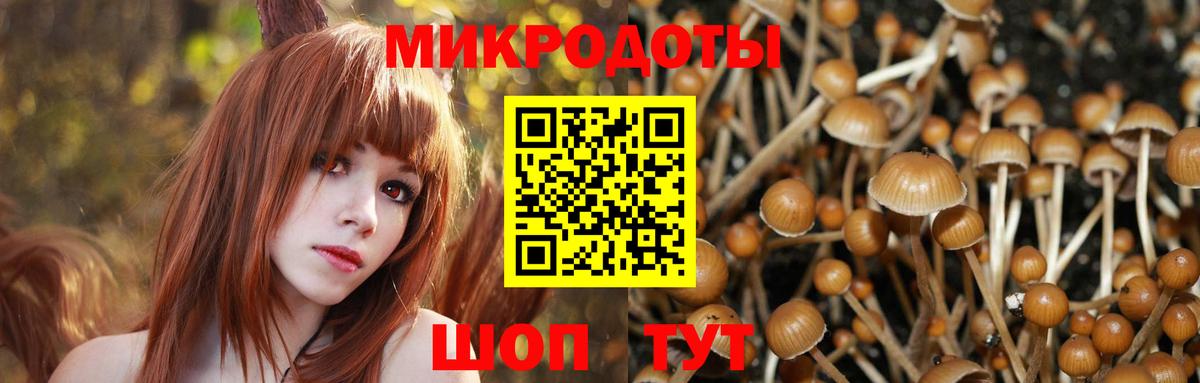 Псилоцибиновые грибы Psilocybine cubensis  Коряжма 